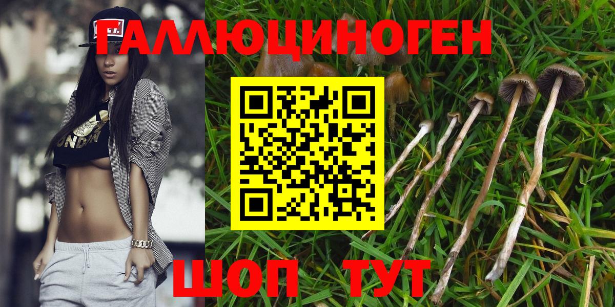 купить закладку  Горячий Ключ  Псилоцибиновые грибы Psilocybine cubensis 